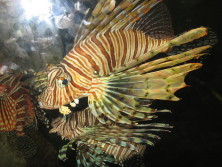 aquarium-036_1.jpg