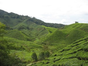 cameron-highlands-047