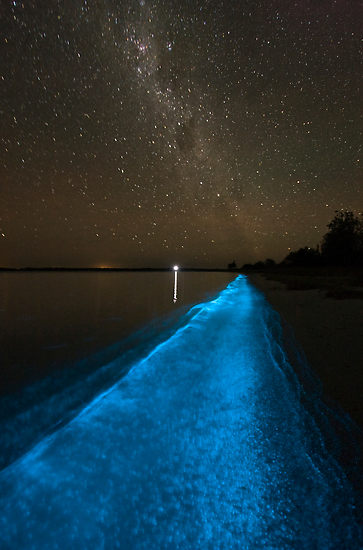 bioluminescence-under-the-southern-sky